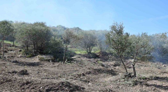 Uzun süredir bakımsız olan zeytin ağaçları budanıyor