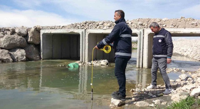 Van Gölündeki inci kefallerinin göçü geç başlayacak