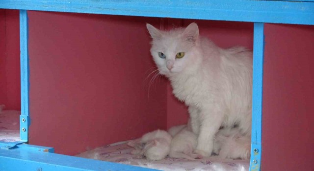 Van Kedi Villasında 20 kedi doğum yaptı