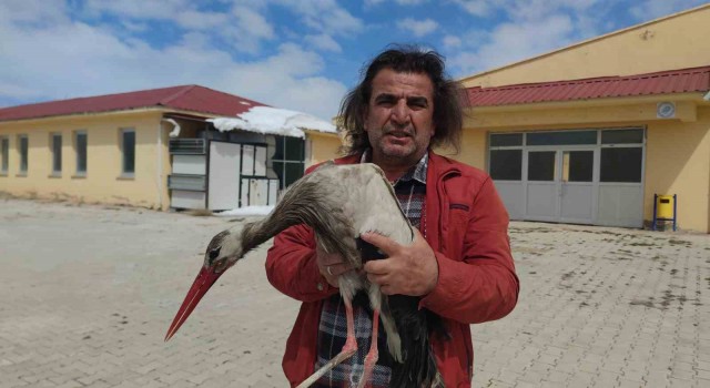 Vanda yaralı leylek tedavi altına alındı