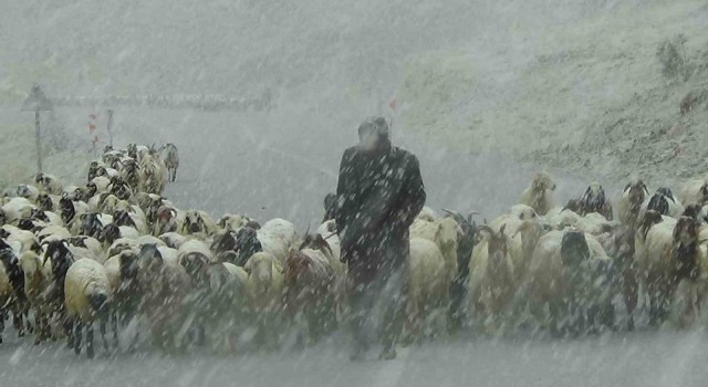 Vanın yüksek kesimlerine kar yağdı, çobanlar zor anlar yaşadı