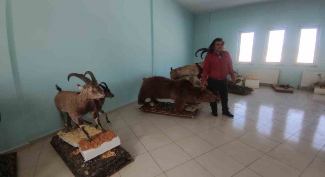 Yaban hayvanları tahnitleri ile yaşatılıyor