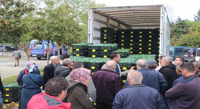 Yalovada çiftçilere 252 bin adet sebze fidesi dağıttı