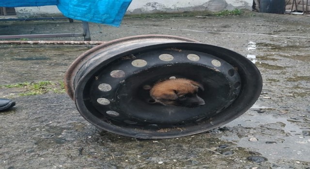 Yavru köpek başını janta sıkıştırdı