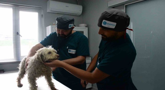 Yeni Proteolar bu bakım evinde yetişecek