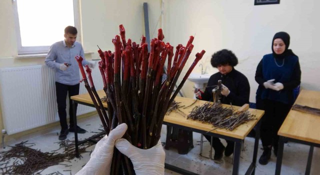 Yozgatta yörenin iklim ve toprak koşullarına uygun aşılı asma fidanı üretiliyor
