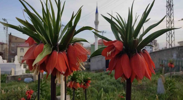 Yüksekovada bir aylık ömürleri olan ters laleler çiçek açtı