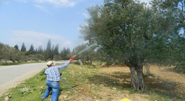 Zeytin'de halkalı leke hastalığı ile mücadele başladı