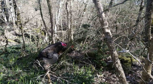 5 gün önce kaybolan turist “cayrokopter” ve 110 personelle aranıyor