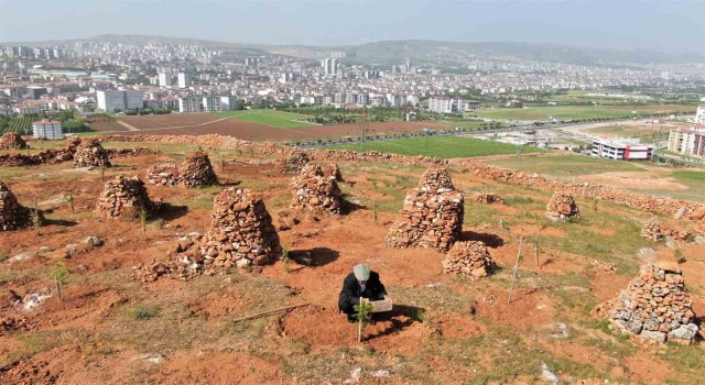 77lik İsmail dede, 300 ton taş topladığı dağlık araziyi ağaçlarla kapladı