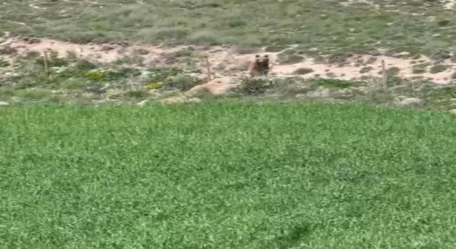 Acıkan ayı yaylaya indi