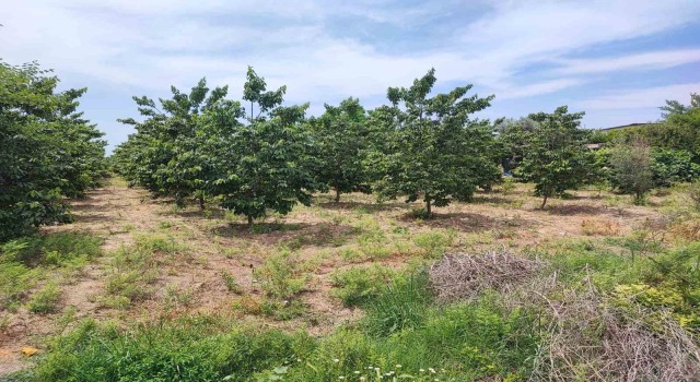 Adanada hurma bahçesinde boğazı kesilmiş erkek cesedi bulundu