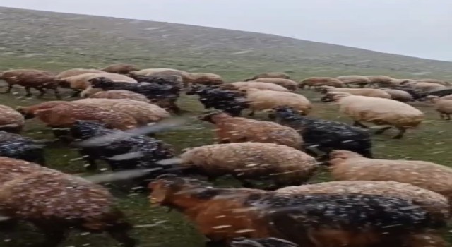 Ahlatta mayısta kar sürprizi