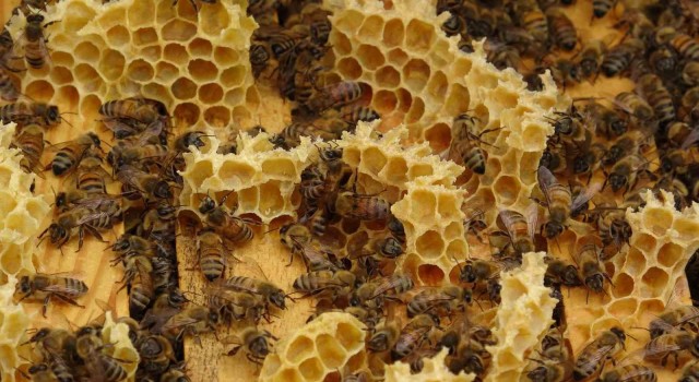 Akademik arılar, üretime başladı