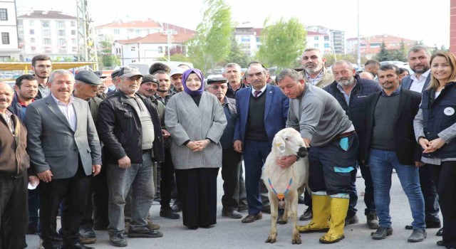 Akyurtta çiftçilere damızlık koç desteği