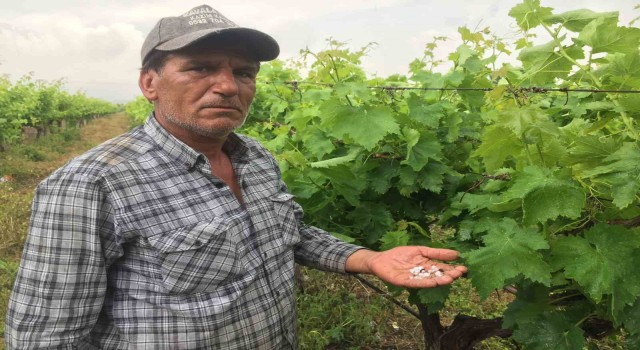 Alaşehirde etkili olan dolu üzüm bağlarına zarar verdi