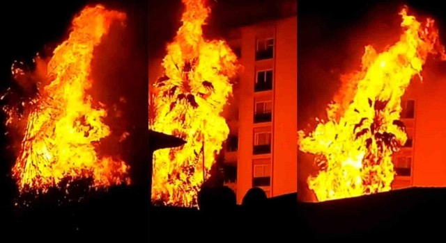 Alev topuna dönen palmiye ağaçları korku dolu anlar yaşattı