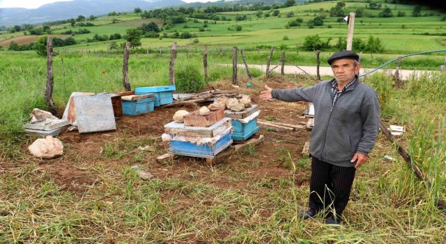 Amasyada köylere inen ayılar arı kovanlarına saldırdı