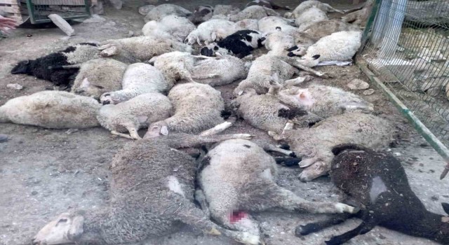 Ankarada sokak köpekleri saldırısı: 40 kuzu telef oldu