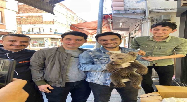 Annesini kaybeden yavru ayı köylüler tarafından bulundu