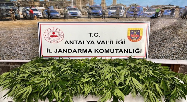 Antalyada 268 kök kenevir ele geçirildi