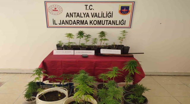 Antalyada 92 kök hint keneviri ele geçirildi