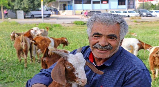 Antalyanın lüks keçileri, turistleri ve vatandaşları hayran bırakıyor