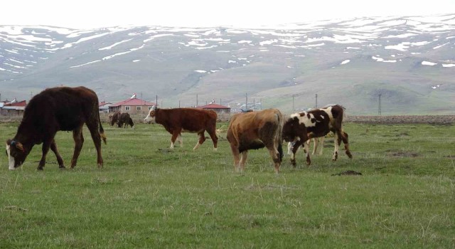 Ardahanda hayvanlar meralarda otlatılmaya başlandı