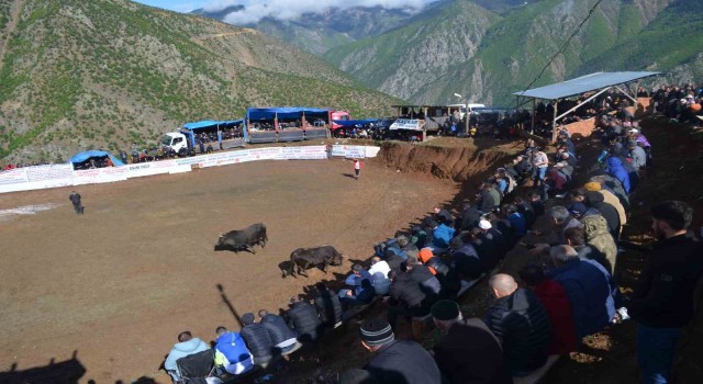 Artvinde boğa güreşleri festivalleri başladı