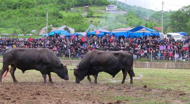 Artvinde haftasonu düzenlenen boğa güreşleri renkli görüntülere sahne oldu