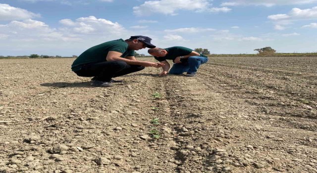 Aydında ‘beyaz altın için sahaya indiler