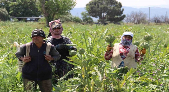 Aydında enginar hasadında sona yaklaşıldı
