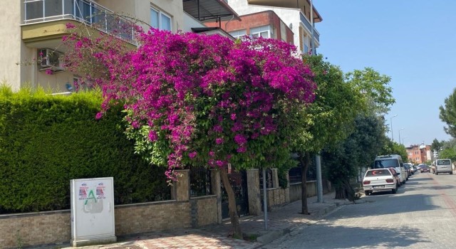 Aydında yaz aylarının gelmesi ile sokaklar renklendi