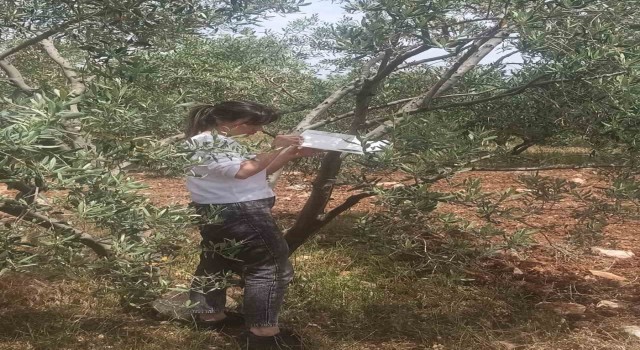 Aydında zeytin bahçeleri incelendi