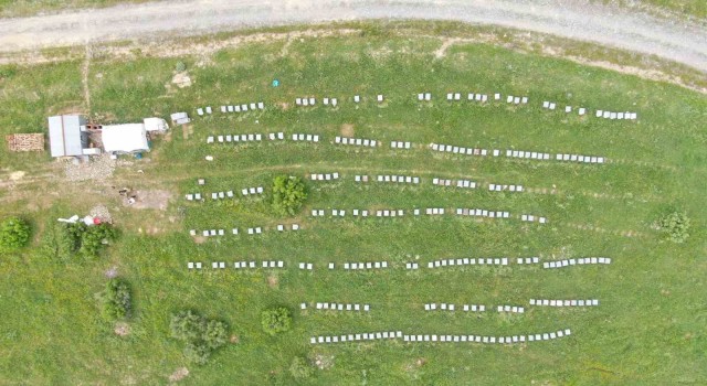 Aylardır Diyarbakırda olan gezgin arıcı 2,5 ton rekolte bekliyor