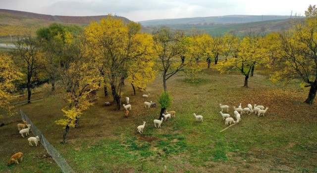 Azerbaycan, Türk turistlerin tatil rotası oldu