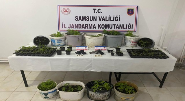 Bafrada kenevir operasyonu