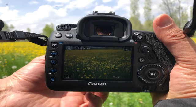 Baharın gelmesiyle birlikte tarlalarda açan kanolalar görsel şölen oluşturdu