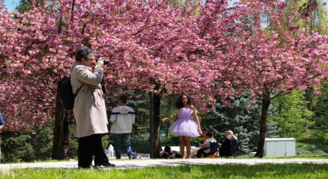 Baharın müjdeleyicisi “sakura ağaçları”ndan görsel şölen