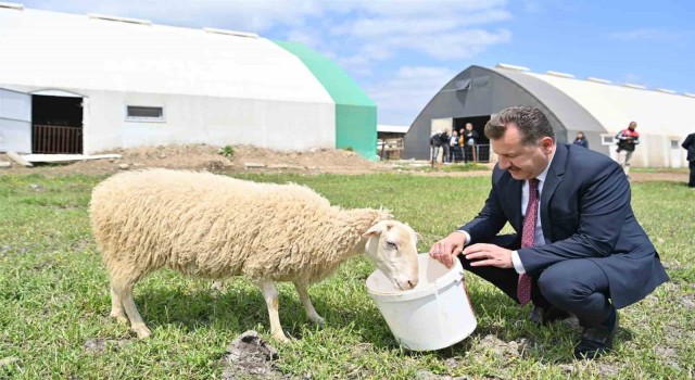 Balıkesir hayvancılığın en iyisi olma yolunda