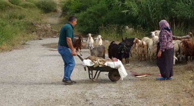 Başıboş pitbullar koyun ağılına saldırdı