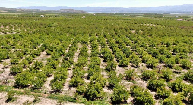 Baskilde kayısı ağaçları boş kaldı, rekolte yüzde 80 düştü