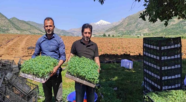Batmanda 400 dönümlük alanda kurutmalık domates ekimine başlandı