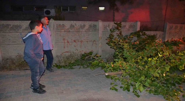 Batmanda sokağa devrilen ağaç itfaiye ekipleri tarafından kaldırıldı