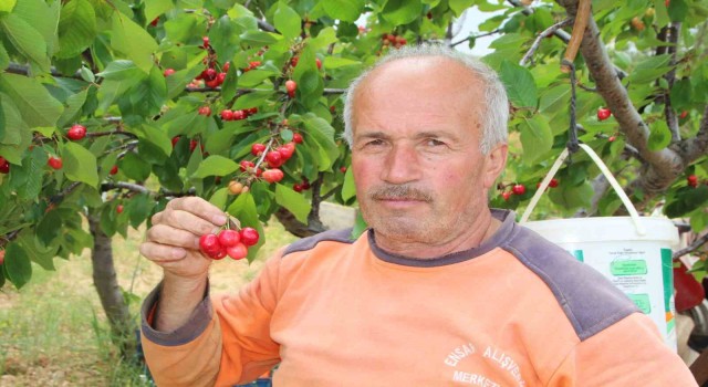 Bilecikte ilk kiraz hasadı yapıldı
