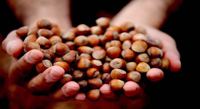 Bin 430 ton fındık ihraç edildi