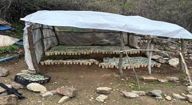 Bingölde 3 bin 340 kök kenevir ele geçirildi