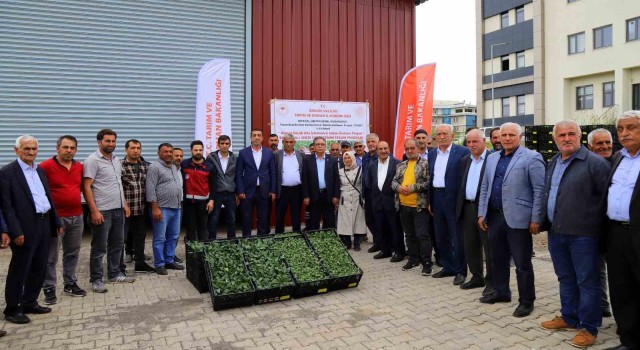 Bingölde yüzde 75 hibe ile 630 bin sebze fidesi dağıtıldı
