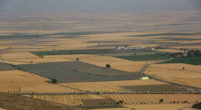 Buğdayın önemi anlaşıldı