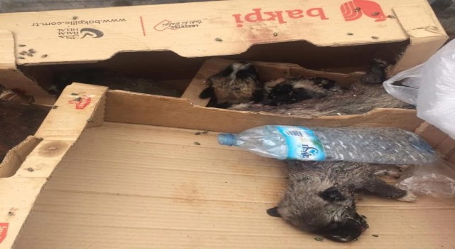 Burdurda 6 köpek yavrusu vurularak öldürülmüş halde bulundu